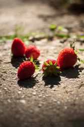 Early-morning-pick-strawberries_1-2