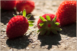 Early-morning-pick-strawberries_1-3ab