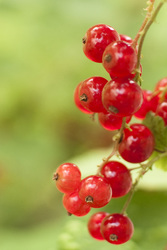 Red%20currant%20zg_1