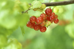 Red%20currant