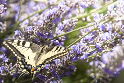 Butterfly%20on%20lavender%203%20solstice