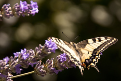 Butterfly%20on%20lavender