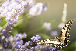 Butterfly%20on%20lavender%203%20solstice%202011