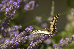 Butterfly%20on%20lavender%202