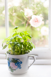 Basil-and-roses-window