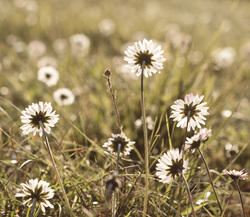 Spread%20of%20daisies