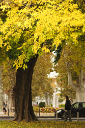 Yellow%20tree%20man%20and%20a%20car%20zrinjevac