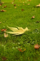 A%20leaf%20on%20the%20grass