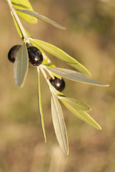 Olive%20branch_3