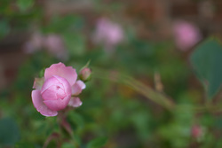 Pink%20rose%20in%20the%20green%20leaves_2