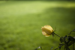 Yellow%20rose%20on%20green%20grass